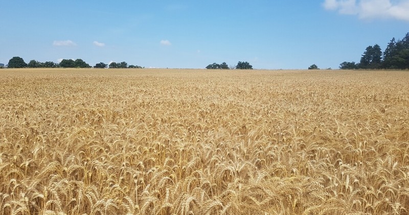 Показано, что посевы кукурузы повышают урожайность пшеницы за счет увеличения количества почвенных микробов