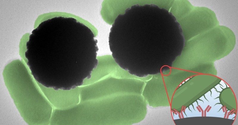 Микроскопические магнитные шарики могут быстро обнаруживать болезнетворные микроорганизмы