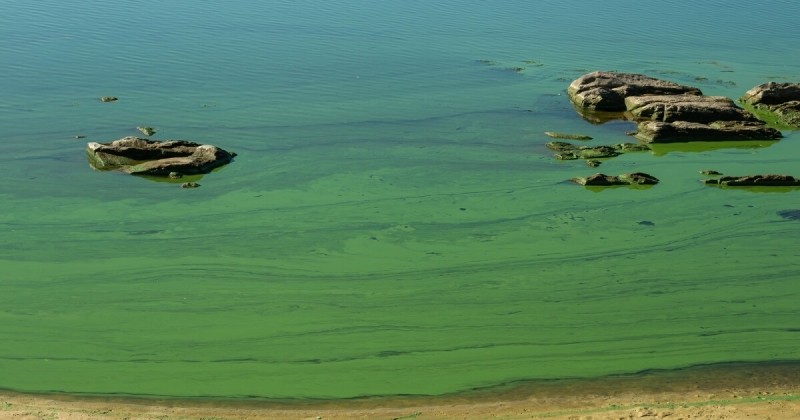 Токсичные сине-зеленые водоросли не подходят для новой антибактериальной губки